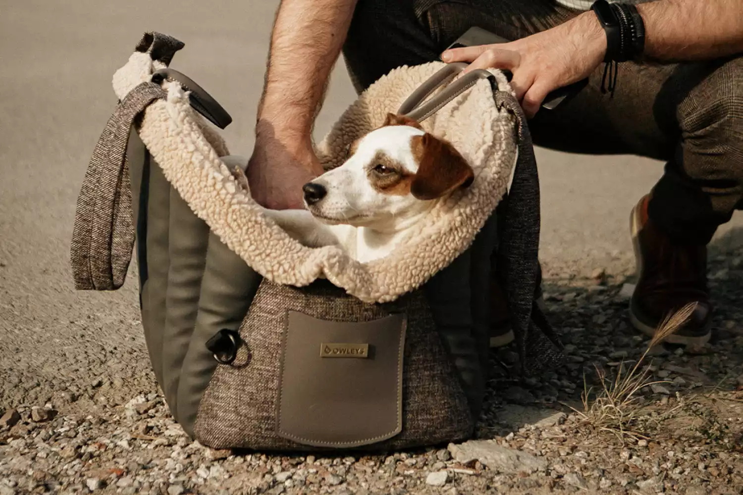 Tesla Model Y Dog Carrier Car Seat for Boston Terrier