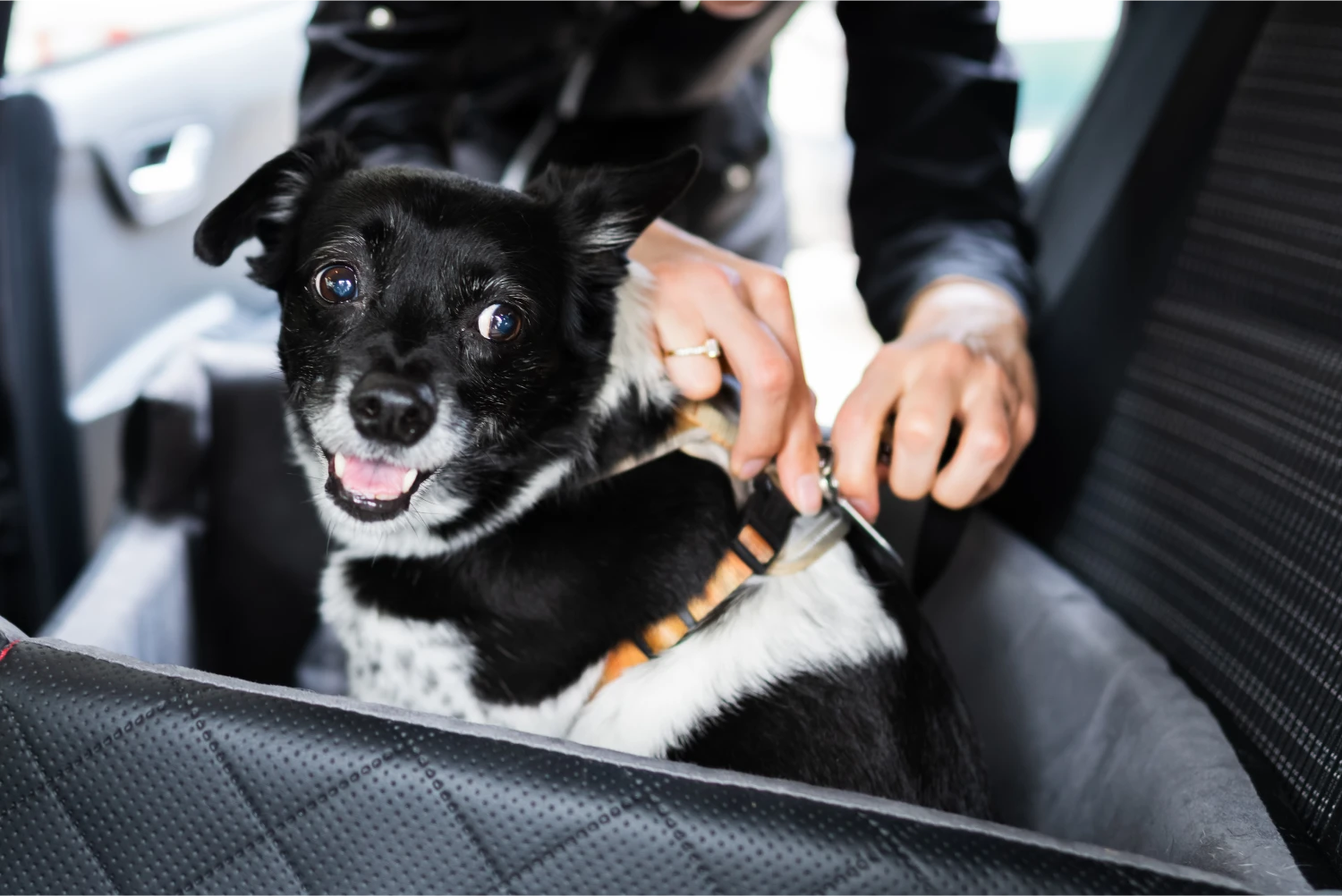 Wirehaired Pointing Griffons  Dog Safety Belt for Nissan Altima